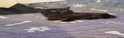 Mixed Breed cats for sale:  kitten  black smokey tabby fluffy hair  - Advert 3