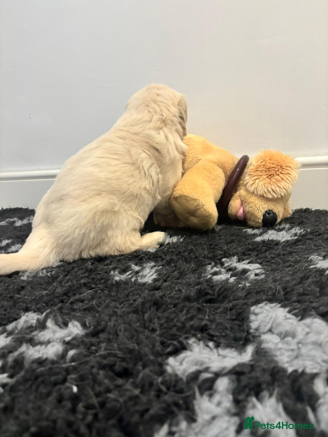 Golden Retriever dogs for sale: 1 x Male Golden Retriever - Advert 8