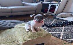 Italian Greyhound dogs for sale: 7/8 Italian greyhound x 1/8 whippet pup for sale  - Image 3