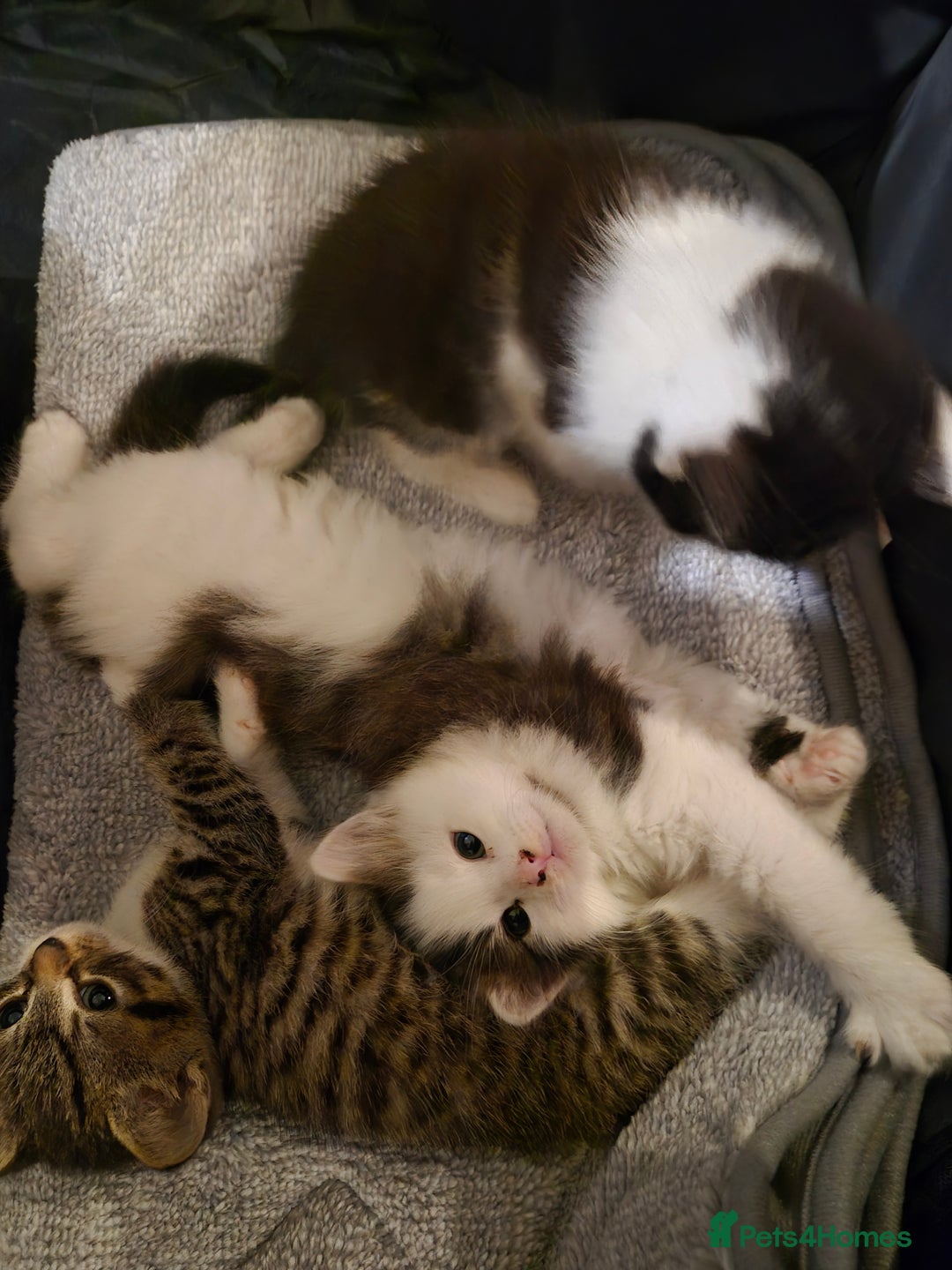 Mixed Breed cats for sale: XxX Gorgeous calico mixedbreed kittens 2 left ♥️  - Advert 6