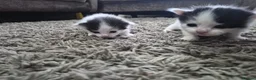 Turkish Van cats for sale: Ready to leave babies x3 black and white  - Advert 6