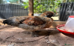 Chickens poultry for sale: Silkie Rooster  - Image 3