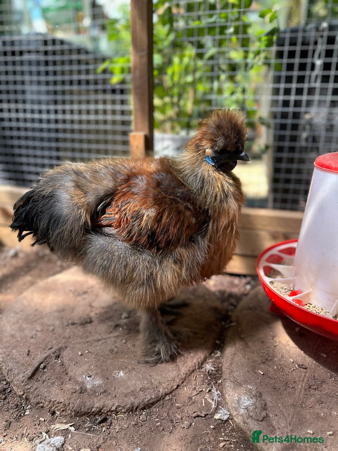 Chickens poultry for sale: Silkie Rooster  - Image 3