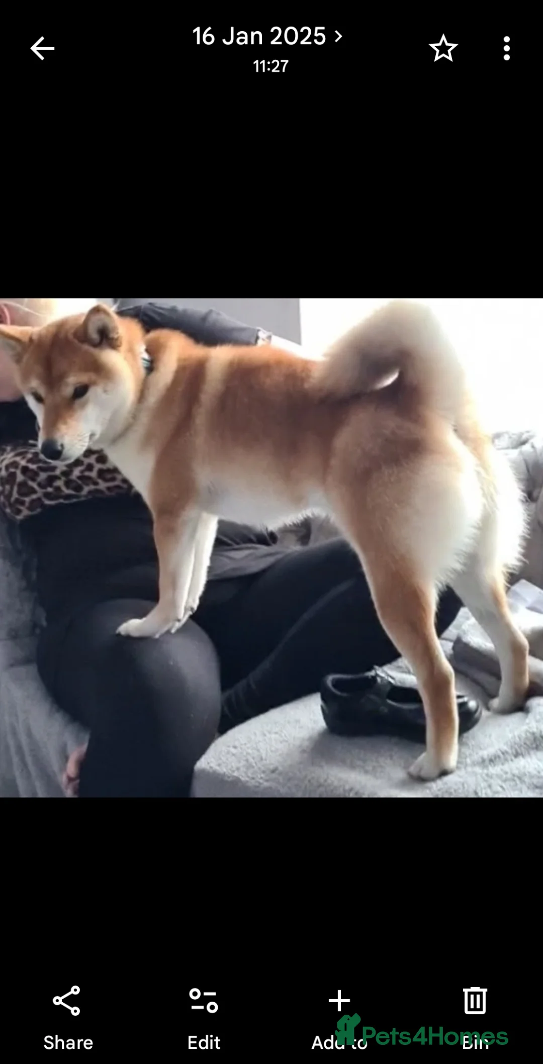 Japanese Shiba Inu dogs for stud: Japanese shiba Inu  - Advert 1