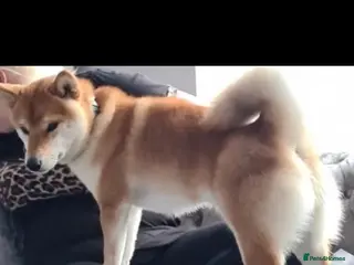 Japanese Shiba Inu dogs Japanese shiba Inu - Advert 2