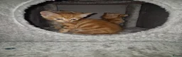 Arabian Mau cats for sale: Gorgeous kittens  - Advert 14