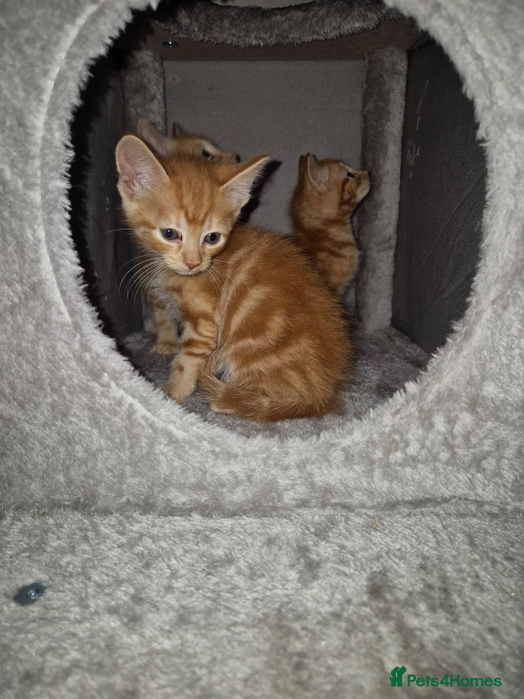 Arabian Mau cats for sale: Gorgeous kittens  - Advert 14
