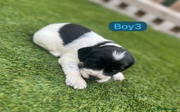 Cockapoo dogs for sale: F1B puppies - Image 3