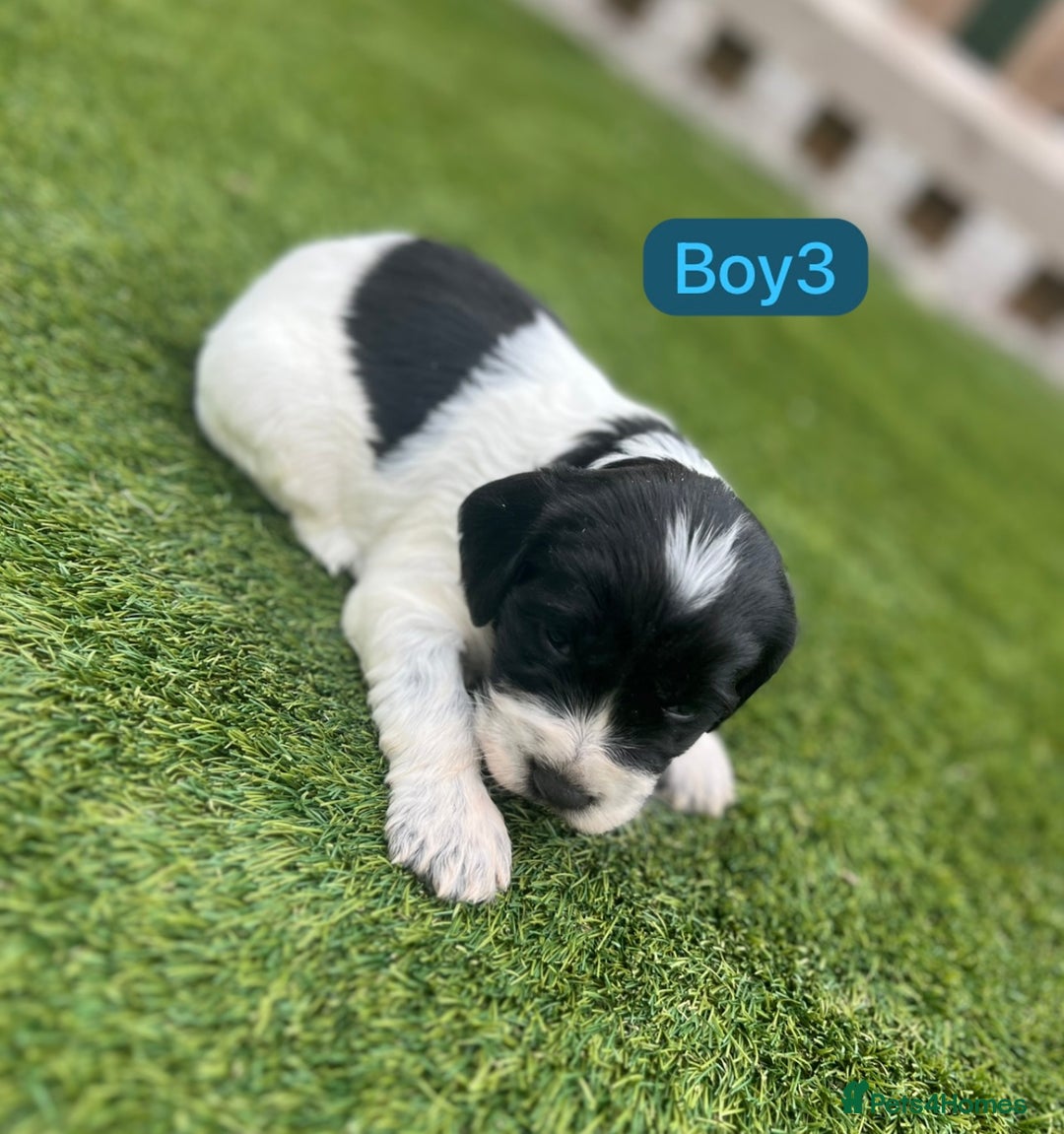 Cockapoo dogs for sale: F1B puppies - Image 3