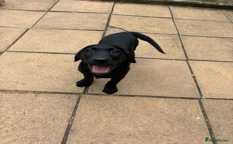 Labrador Retriever dogs - Advert 1