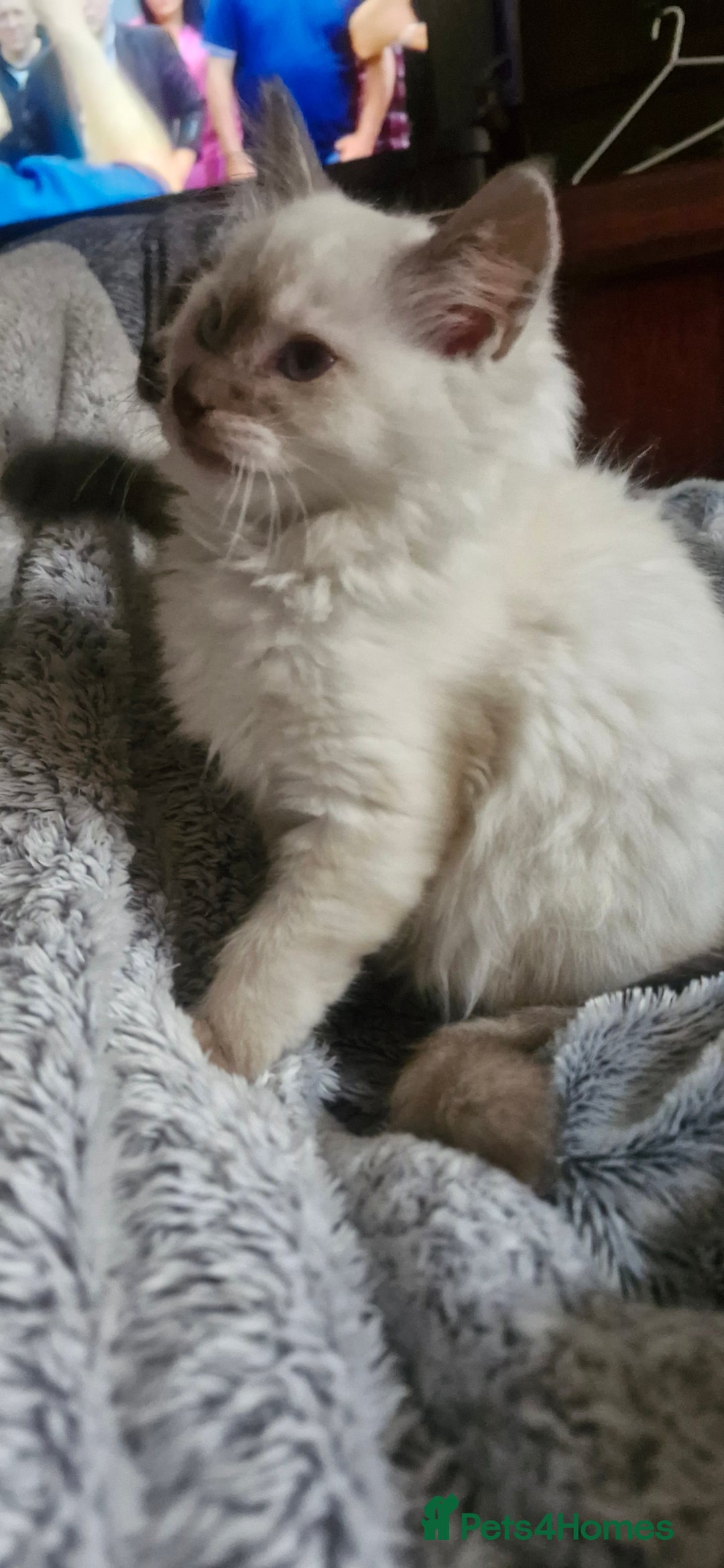 Ragdoll cats for sale: Stunning 3/4 Ragdoll kittens - Advert 15
