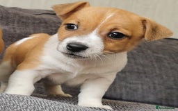 Jack Russell dogs for sale: Super quality vet docked working Jack Russells - Image 9