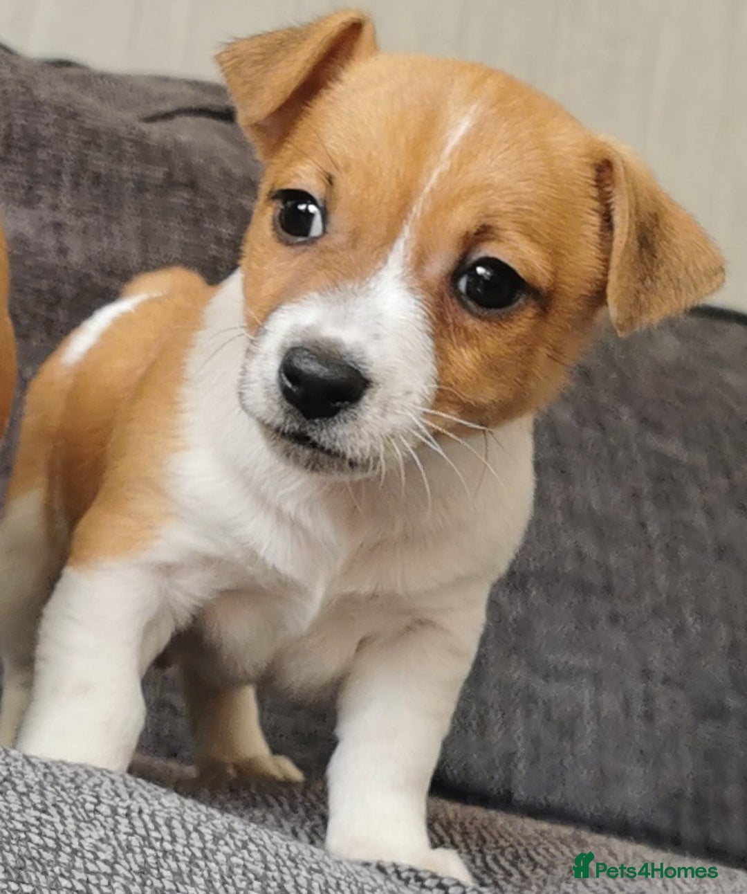 Jack Russell dogs for sale: Super quality vet docked working Jack Russells - Image 9
