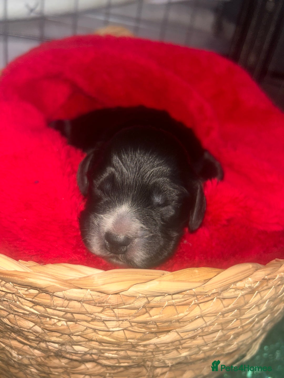 Cocker Spaniel dogs for sale: Cocker spaniel pups for sale  - Advert 17