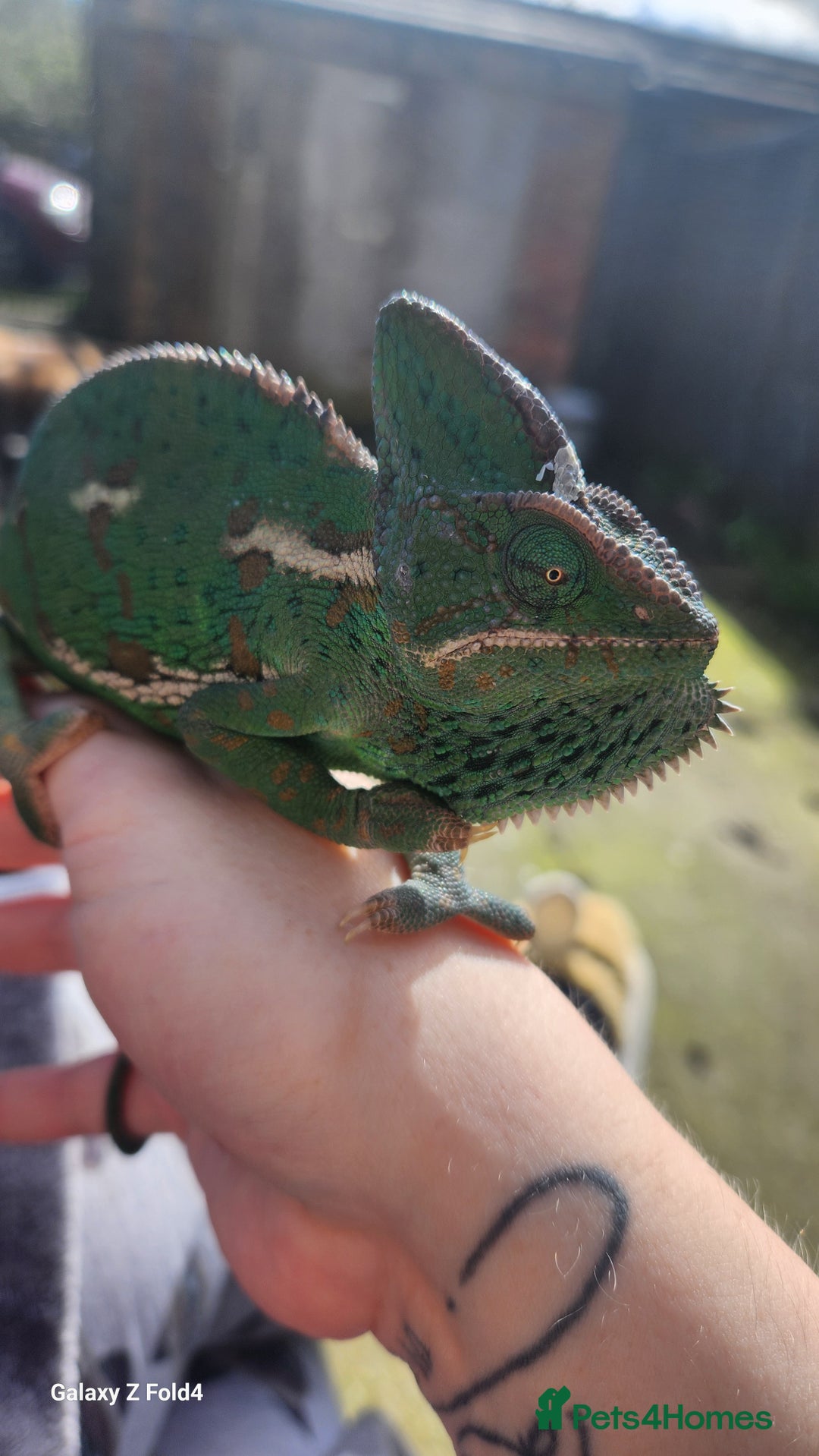 Chameleon reptiles for sale: Yemen and full setup - Advert 6