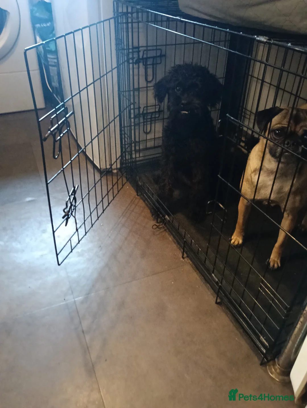 Pugapoo dogs for sale: Pugapoo female- Pebbles in Chesterfield - Advert 2