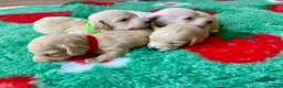 Miniature Dachshund dogs for sale: KC CLR Long Hair Cream Mini Dachshunds - Advert 9