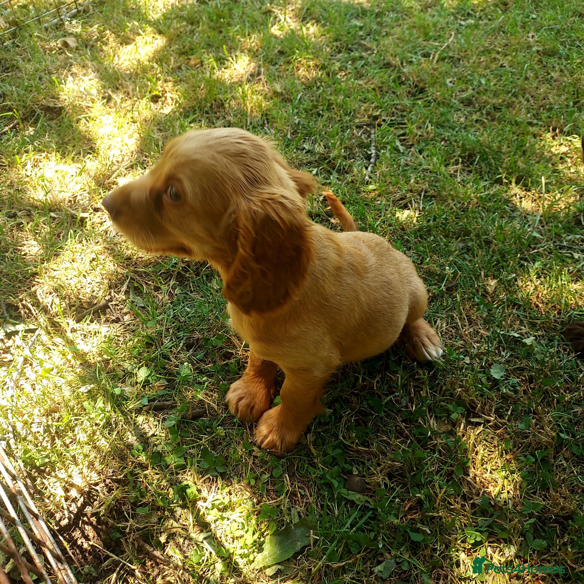 Cocker Spaniel dogs Kc health tested working cocker spaniel puppies - Advert 2