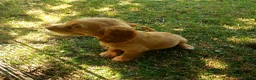 Cocker Spaniel dogs for sale: Kc health tested working cocker spaniel puppies - Advert 2