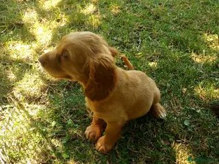 Cocker Spaniel dogs Kc health tested working cocker spaniel puppies - Advert 2