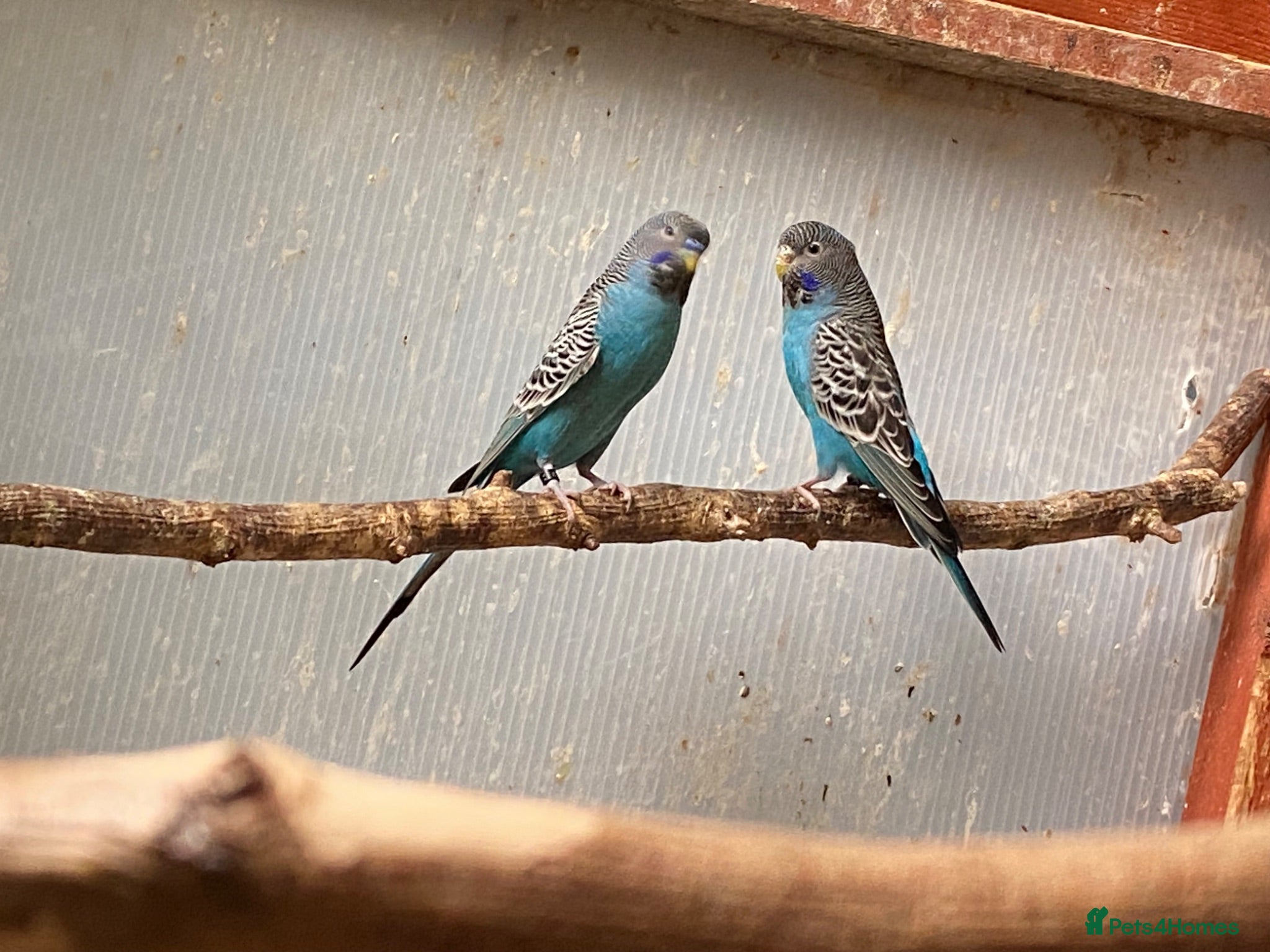 Budgerigars birds Pair of Black Face Budgies  - Advert 18