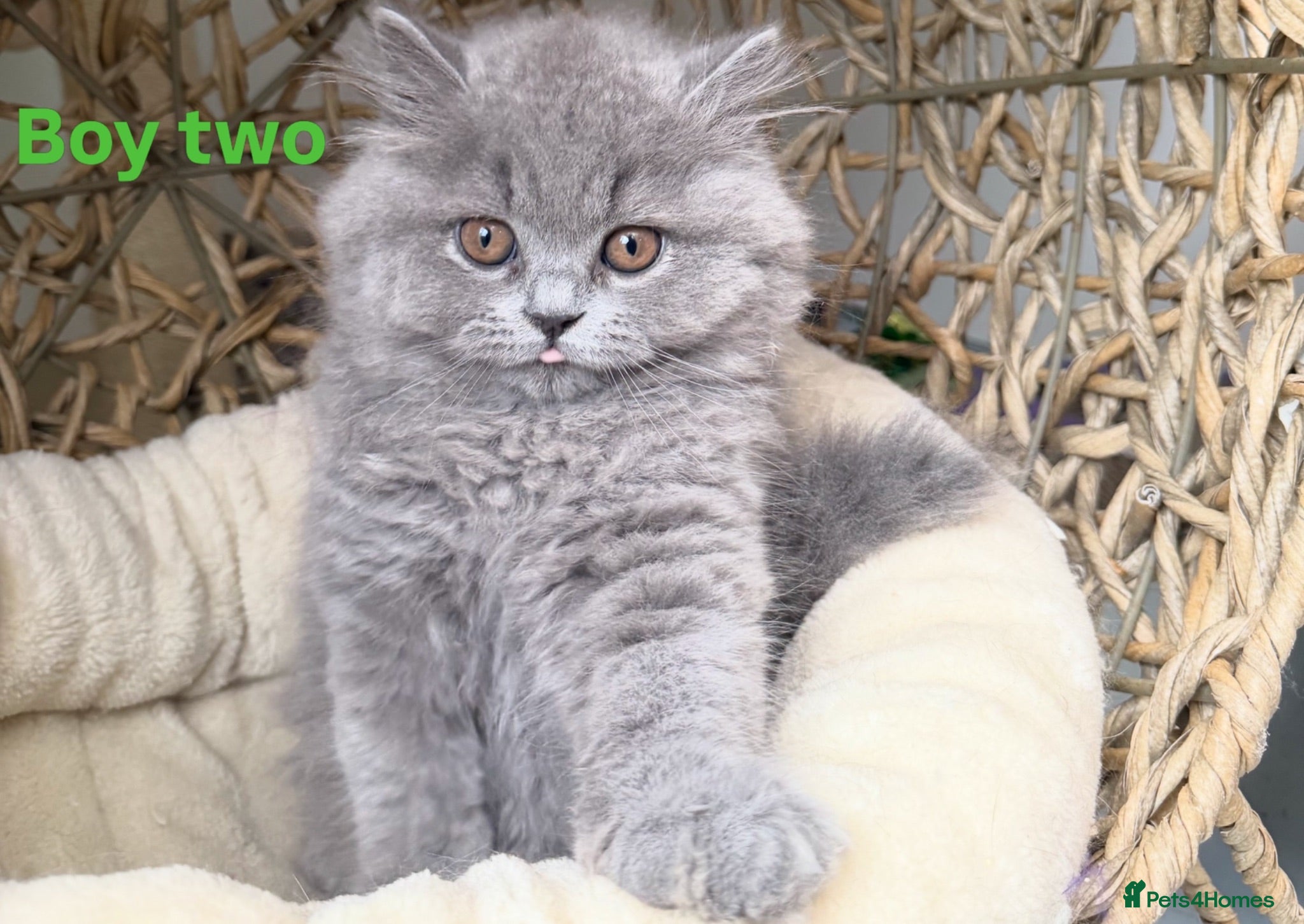 British Longhair cats Two British Blue Longhair Boys 💙 - Advert 2