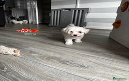 Bichon Frise dogs for sale: Bichon Frise Puppies - Image 16