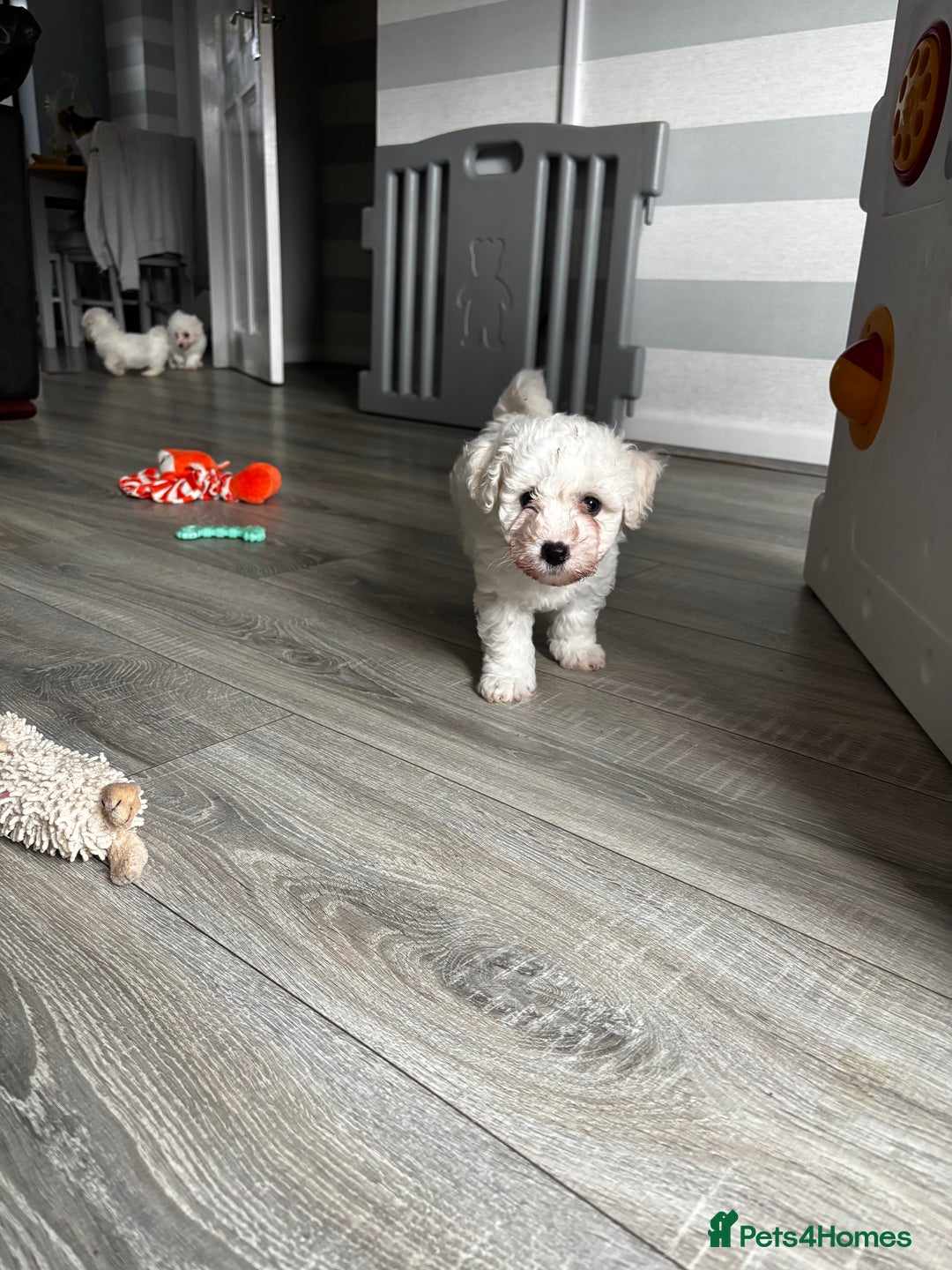 Bichon Frise dogs for sale: Bichon Frise Puppies - Image 16