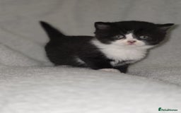 British Shorthair cats for sale: Beautiful British shorthair kittens - Image 5