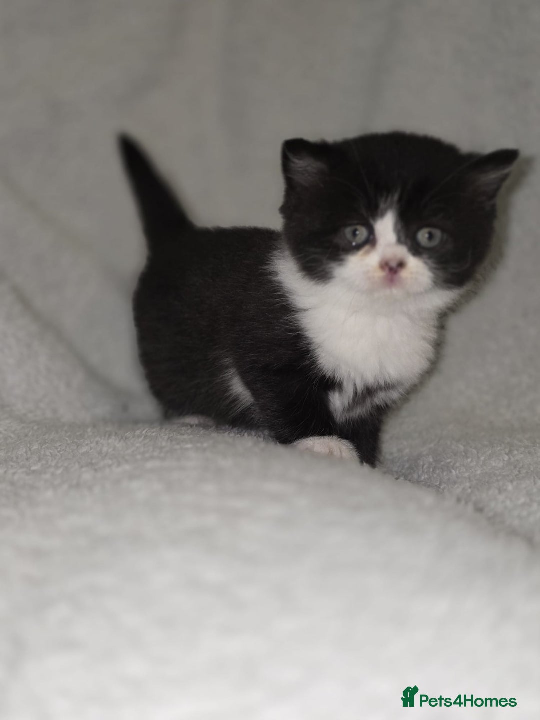 British Shorthair cats for sale: Beautiful British shorthair kittens - Image 5