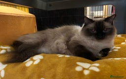 Ragdoll cats for sale: 14 week old Ragdoll Sad Re-home - Image 4
