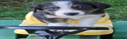 Border Collie dogs for sale: 8 Absolutely stunning Puppies Looking for new home in Montgomery - Advert 16