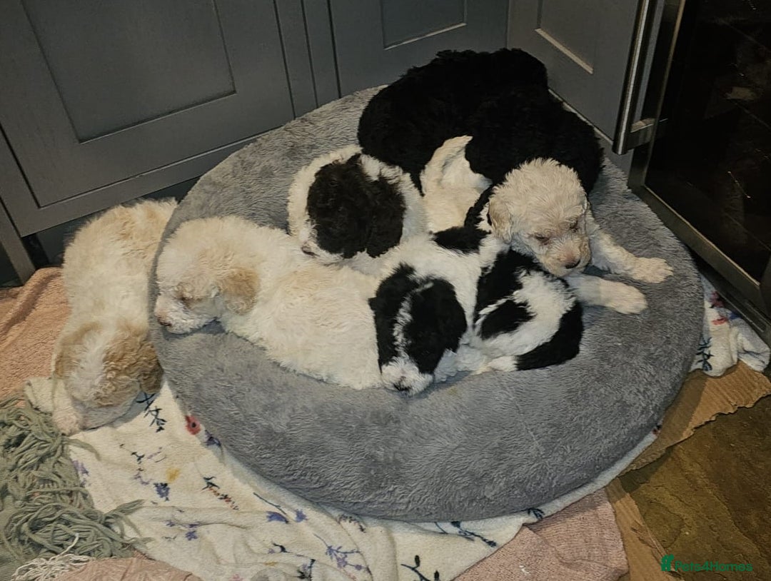 Labradoodle dogs for sale: Curly Coated Hypo-Allergenic Labradoodle Puppies   - Advert 3