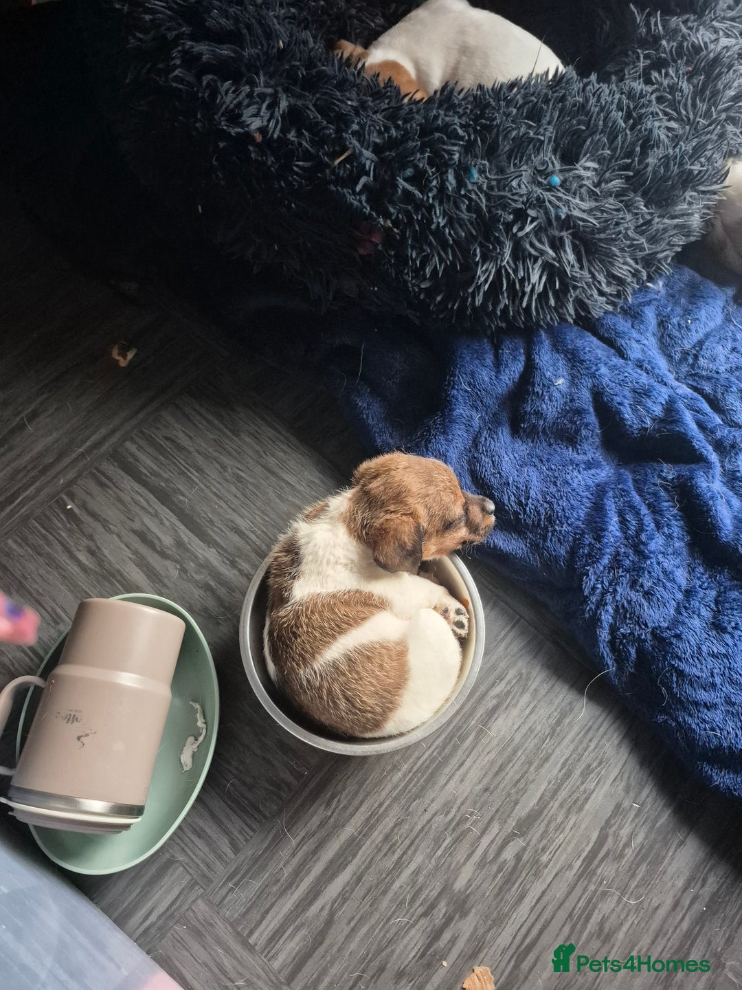 Mixed Breed dogs for sale: Puppies  - Advert 5