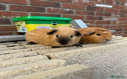 Guinea Pig rodents for sale: Funky guinea pigs - Image 3