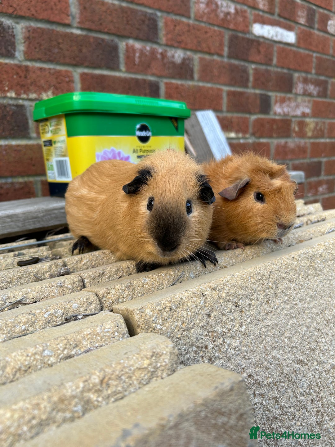 Guinea Pig rodents for sale: Funky guinea pigs - Image 3