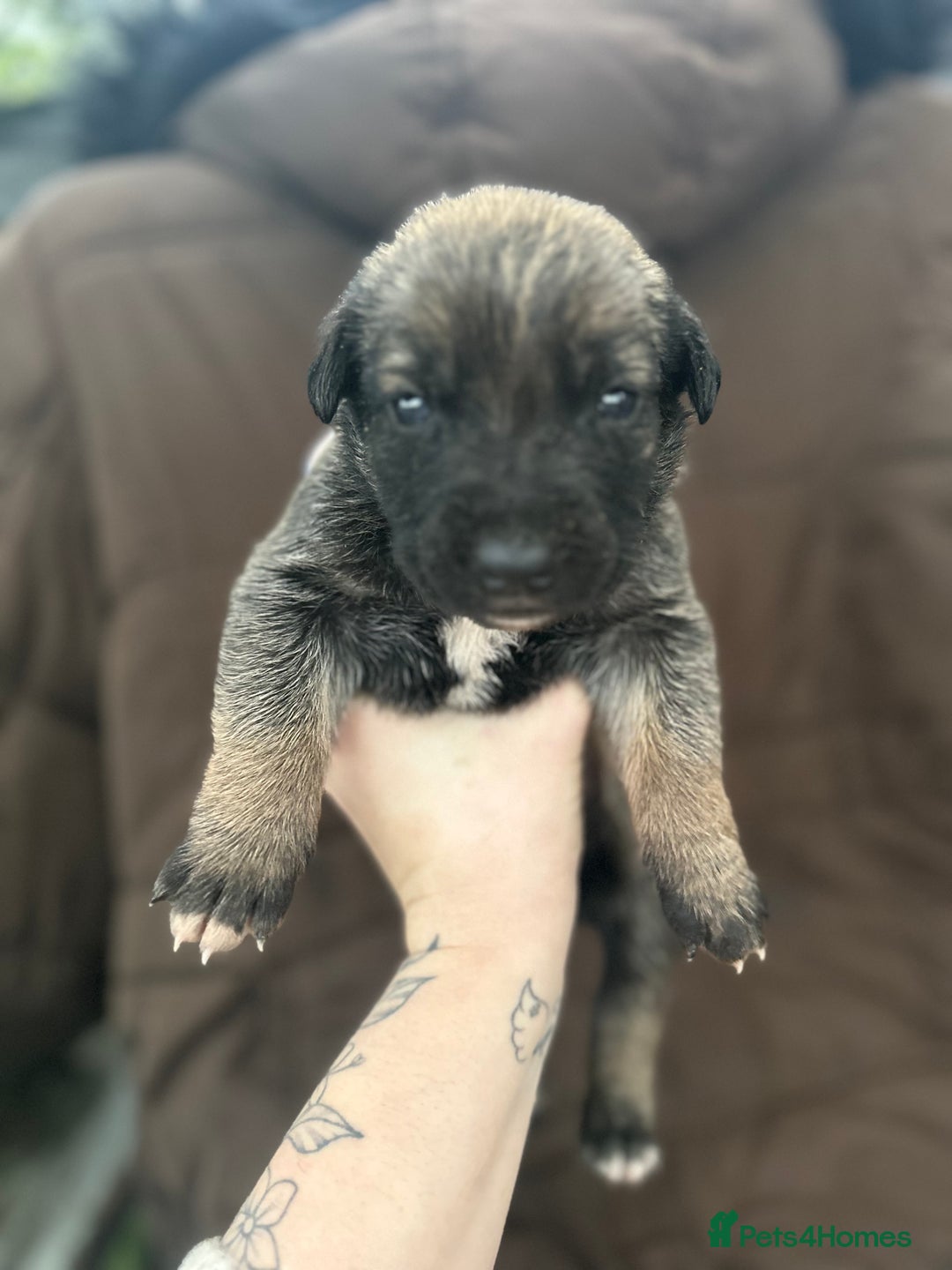 Mixed Breed dogs for sale: Dutch Herder Puppies  - Advert 26