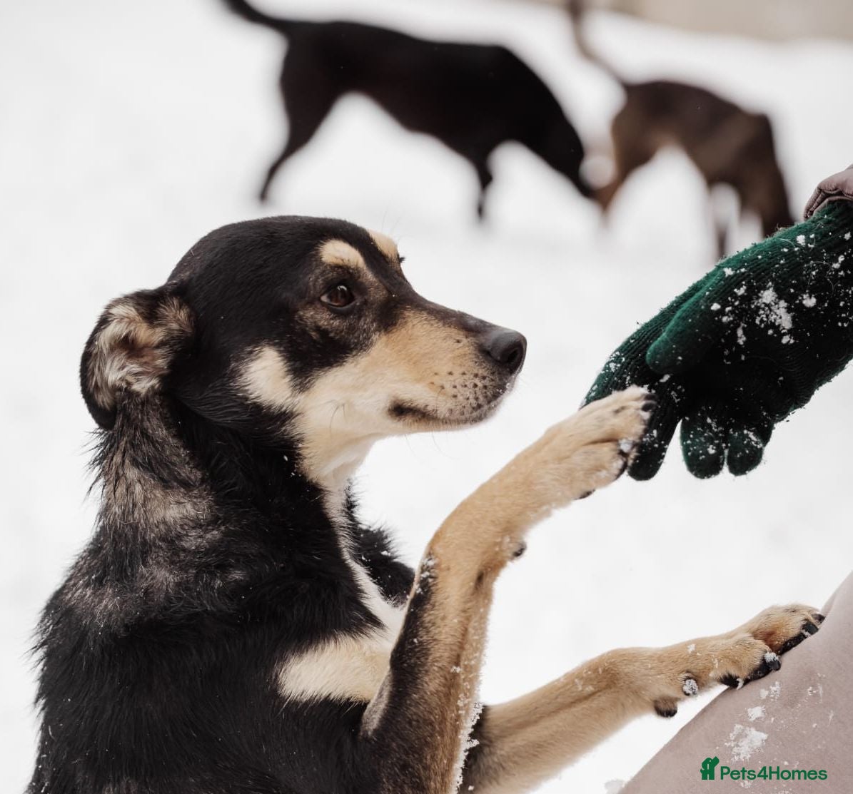 Mixed Breed dogs 💙BARSIK💙- 1,5 yo low-medium boy, sweet&social  - Advert 1