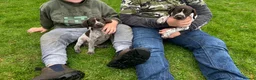 German Shorthaired Pointer dogs for sale: ! Ready now !  - Advert 8
