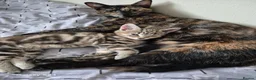 Mixed Breed cats for sale: Last Little Kitten Looking for His Forever Home  - Advert 6