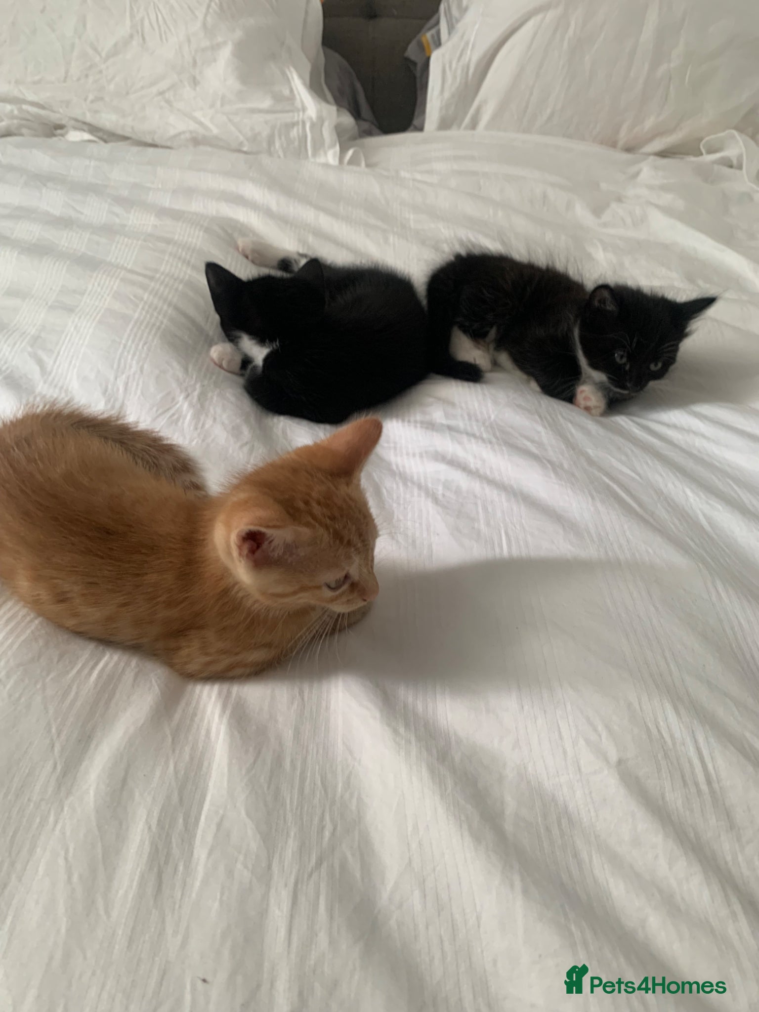 Domestic Shorthair cats Beautiful domestic shorthair kittens  - Advert 1
