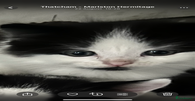Ragdoll cats - Advert 15