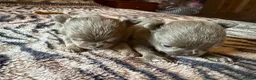 Chihuahua dogs for sale: Tiny stunning Russian Chihuahua’s   - Advert 29