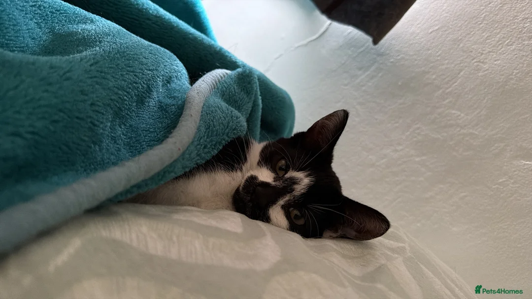 British Longhair cats for sale: Sweet and adorable 🥹💕 in Southampton - Advert 2