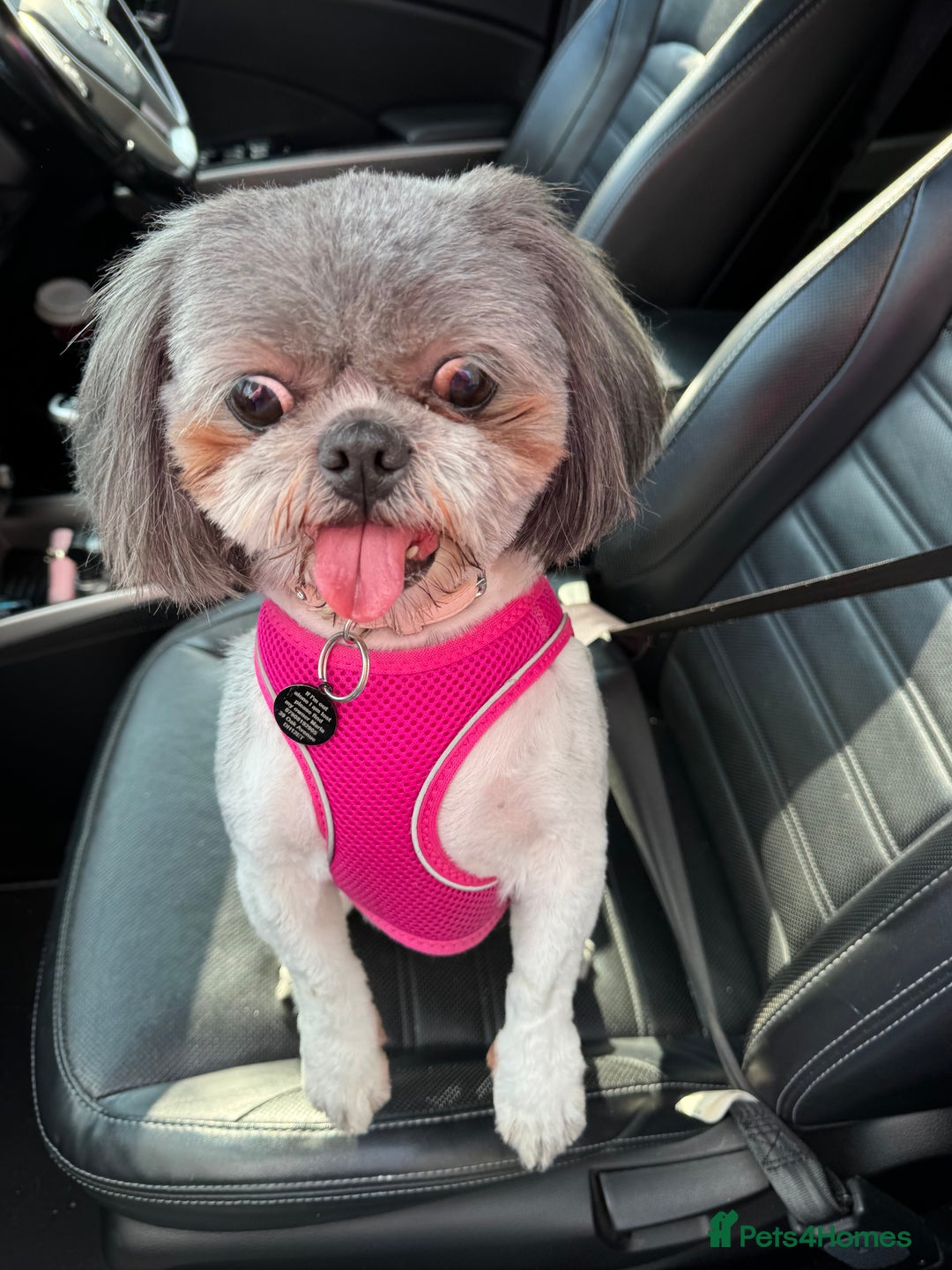 Shih Tzu dogs for sale: Molly - Image 2