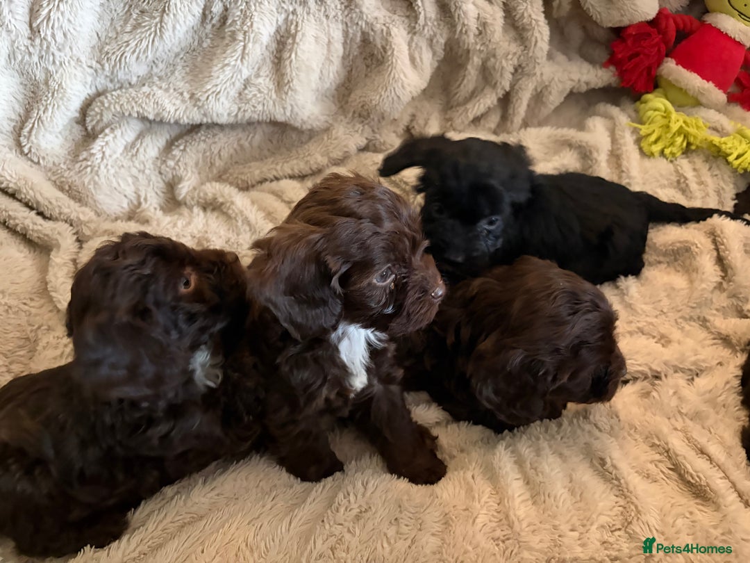 Cockapoo dogs for sale: Beautiful litter of Cockapoo puppies F1 - Advert 16