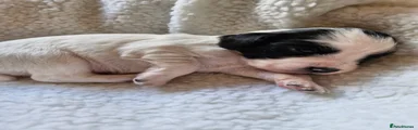 Cocker Spaniel Puppy 1