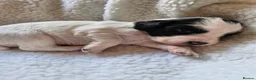 Cocker Spaniel dogs for sale: Two beautiful Cocker boys in Uttoxeter - Advert 7