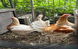 Chickens poultry for sale: Old English game bantams  - Image 1