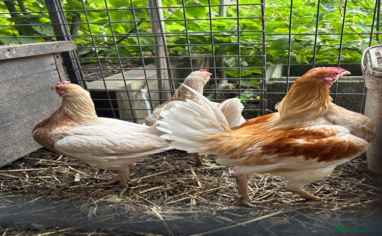 Chickens poultry - Advert 2
